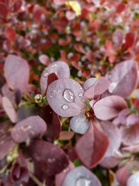 Close-up of flowers blooming outdoors