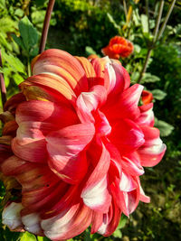 Close-up of flowers blooming outdoors