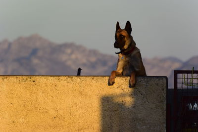 Close-up of a dog