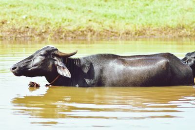 Buffalo in a lake