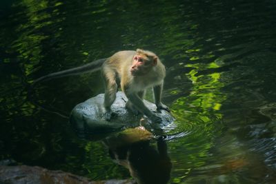 Monkey standing on rock in water