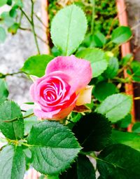 Close-up of pink rose blooming outdoors