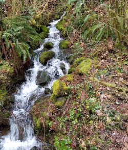 Scenic view of waterfall in forest