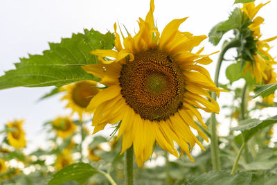 Close-up of sunflower