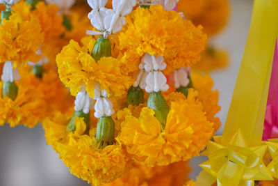 Close-up of yellow marigold flowers