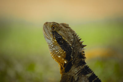 Ein kleiner leguan reckt den kopf in die sonne. 