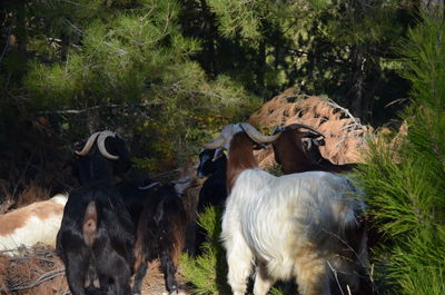 View of a goat on field