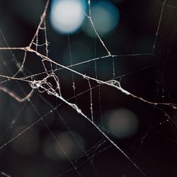 Close-up of spider web