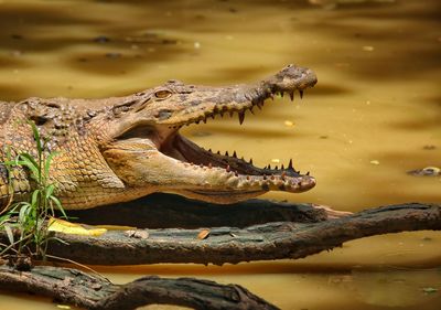 Close-up of a reptile in the lake