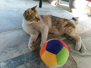 High angle view of cat with ball on floor