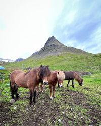 Horse grazing on field against sky