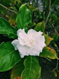 Close-up of flower blooming outdoors