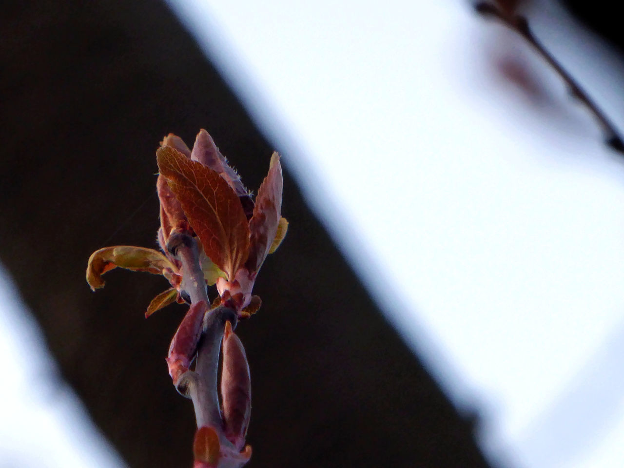 nature, beauty in nature, fragility, close-up, flower, focus on foreground, no people, outdoors, growth, day, plant, freshness, flower head, maroon