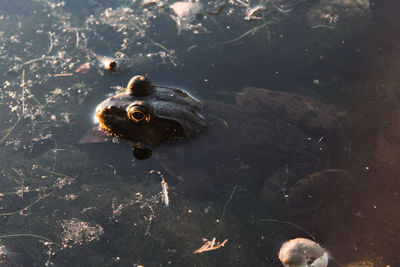 High angle view of frog in lake