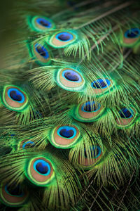 Full frame shot of peacock