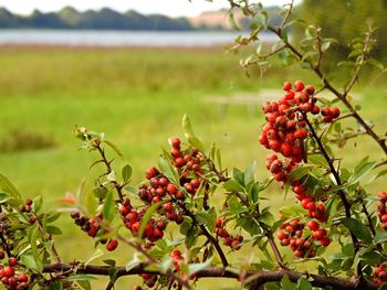 Close-up of red berries growing on tree