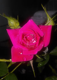 Close-up of pink flower