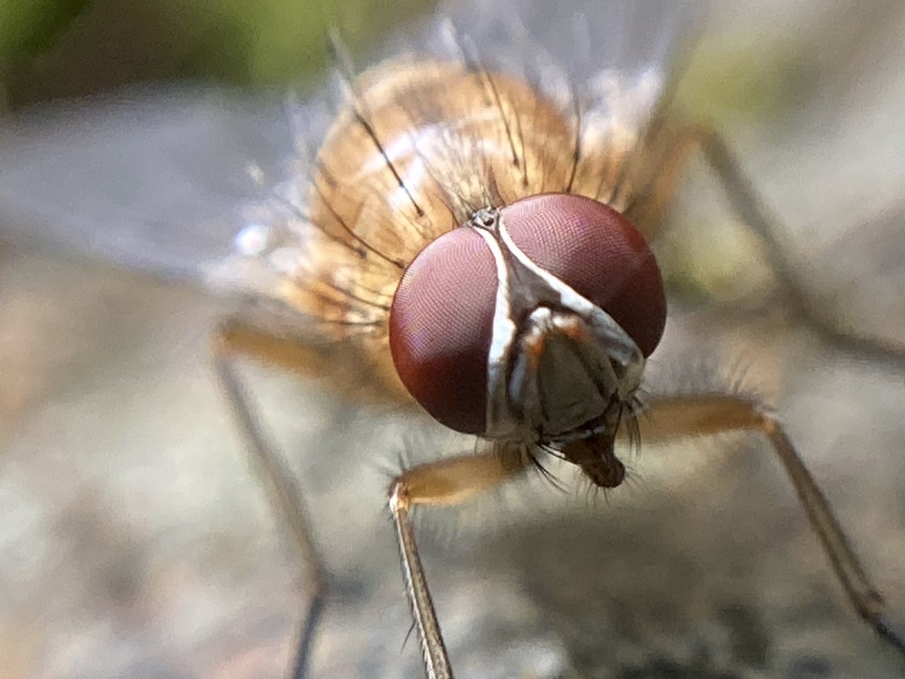 CLOSE-UP OF A FLY