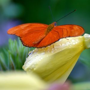 Close-up of butterfly pollinating on flower