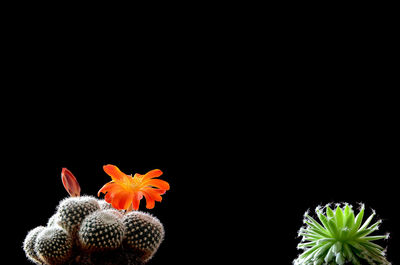 Close-up of hibiscus over black background