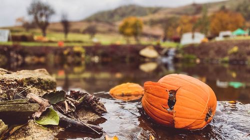 Close-up of pumpkins on lake during autumn