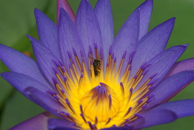 Close-up of purple flower blooming outdoors