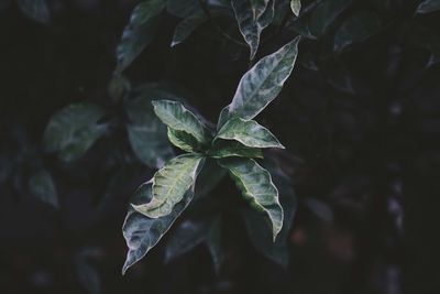 Close-up of fresh green leaves