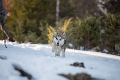 Dog in snow