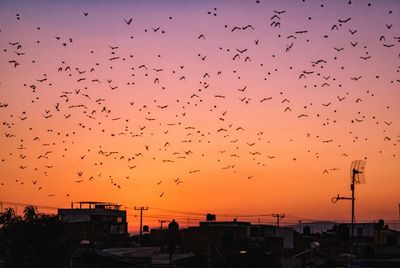 Flock of birds flying against clear sky during sunset