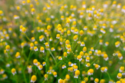 Close-up of yellow flowering plant on field