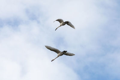 Low angle view of seagulls flying in sky