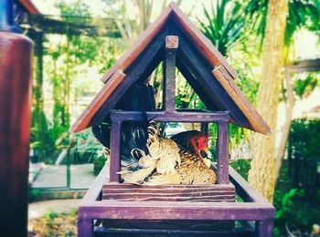 Cat looking through window