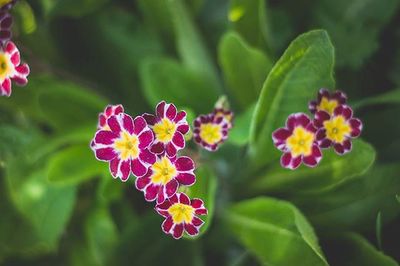 Close-up of pink flowering plant