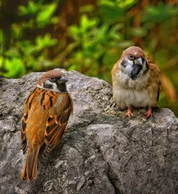 High angle view of birds perching on rock