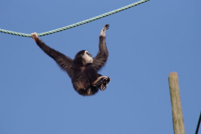 Low angle view of monkey on rope against clear sky