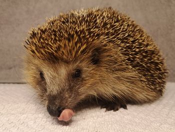 Close-up portrait of hedgehog
