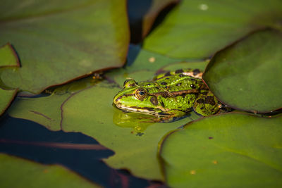 A beautiful common green water frog enjoying sunbathing in a natural habitat at the forest pond. 