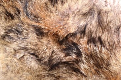 fur