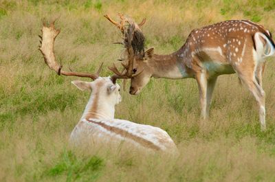 Deer in a field