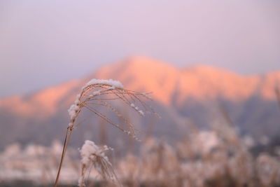 Close-up of crops on field against sky during sunset