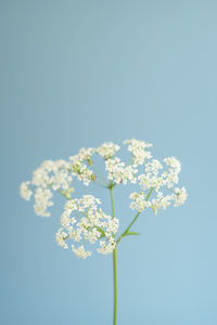 Close-up of white flowering plant against blue sky