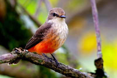 Close-up of bird perching on tree