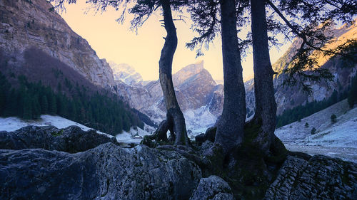 Close-up of trees against sky