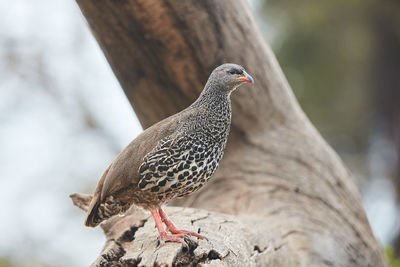Close-up of bird perching on tree trunk