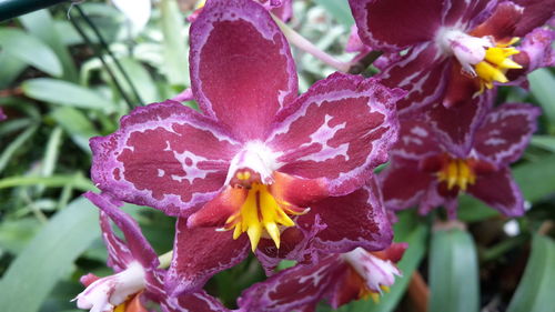 Close-up of day lily blooming outdoors