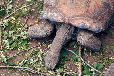 Close-up of a turtle in the ground