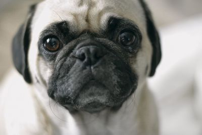 Close-up portrait of pug