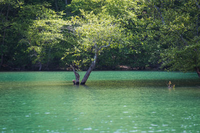 Reflection of trees in water