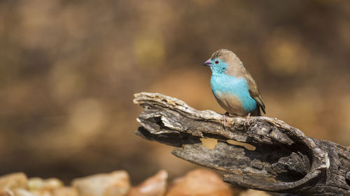 Close-up of bird perching on rock