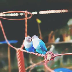 Close-up of parrot perching on metal